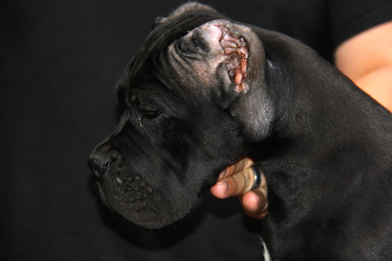 cane corso puppy old world washington state